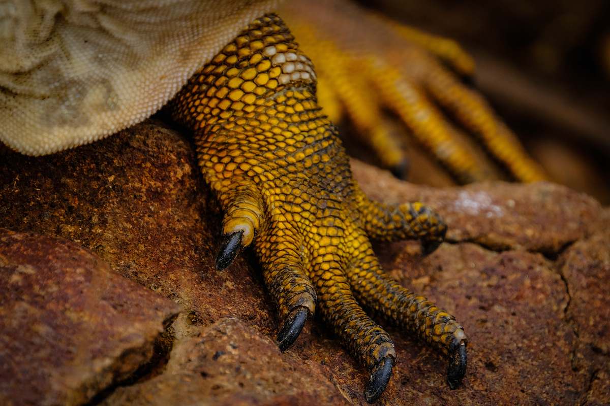 lizard close up photography of lizard's foot reptile