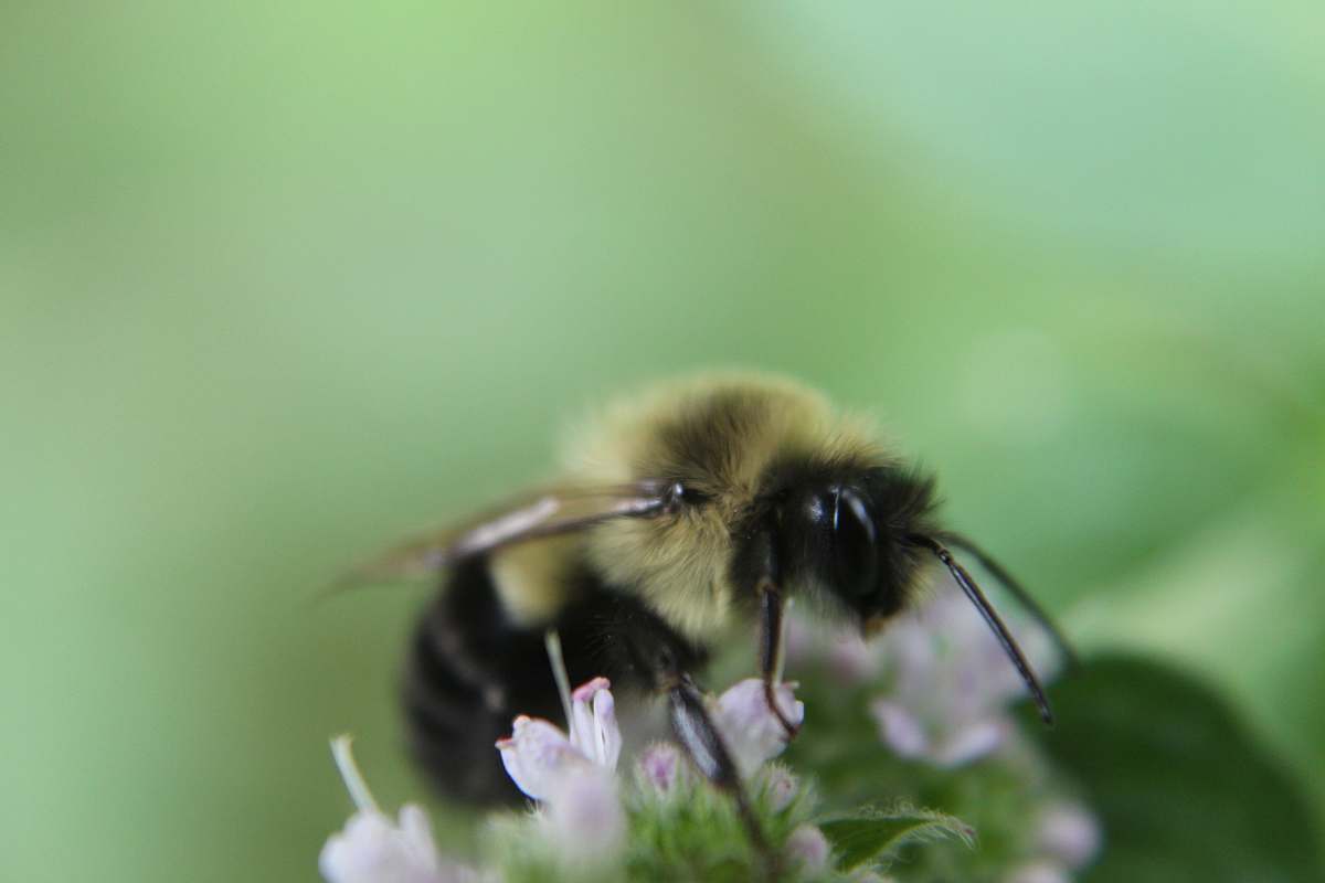 bee close-up photography of wasp sniffing on white flower honey bee