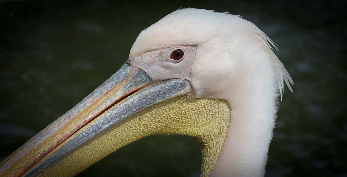 bird close-up photography of white pelican bird beak