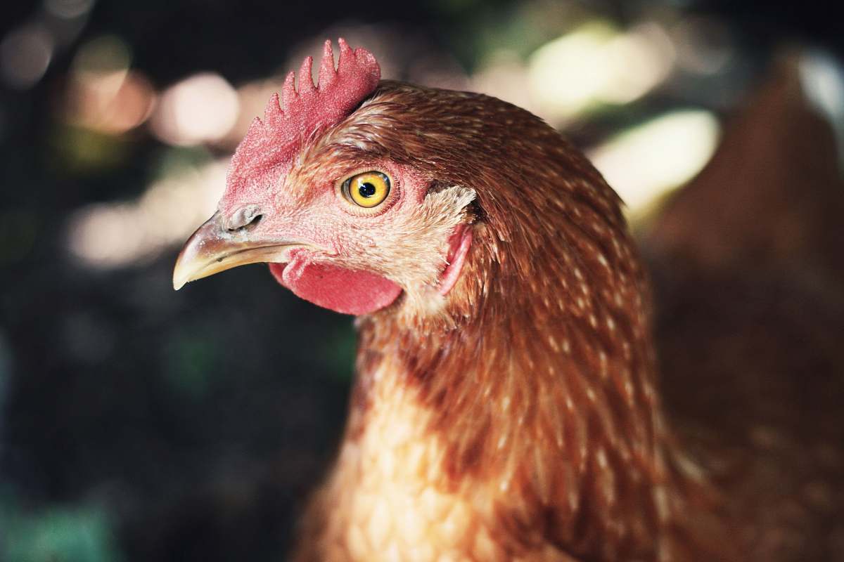 poultry closeup photo of brown hen chicken
