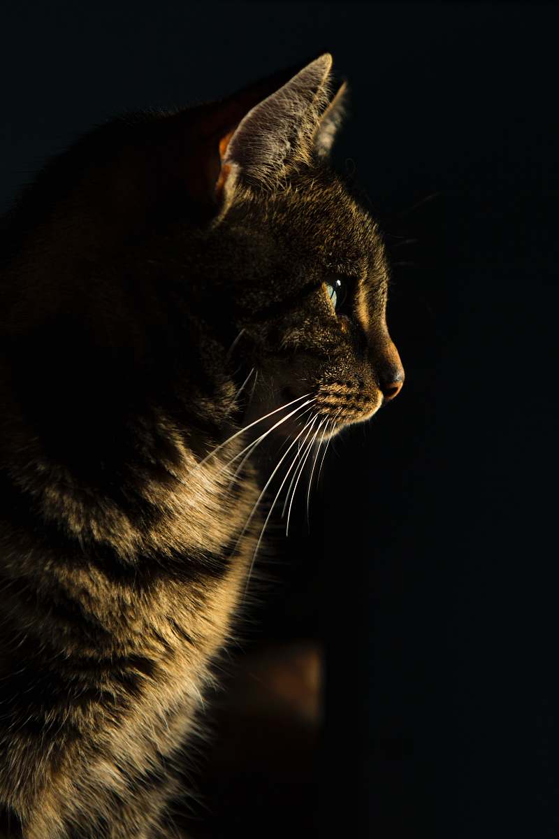 pet closeup photo of brown tabby cat cat
