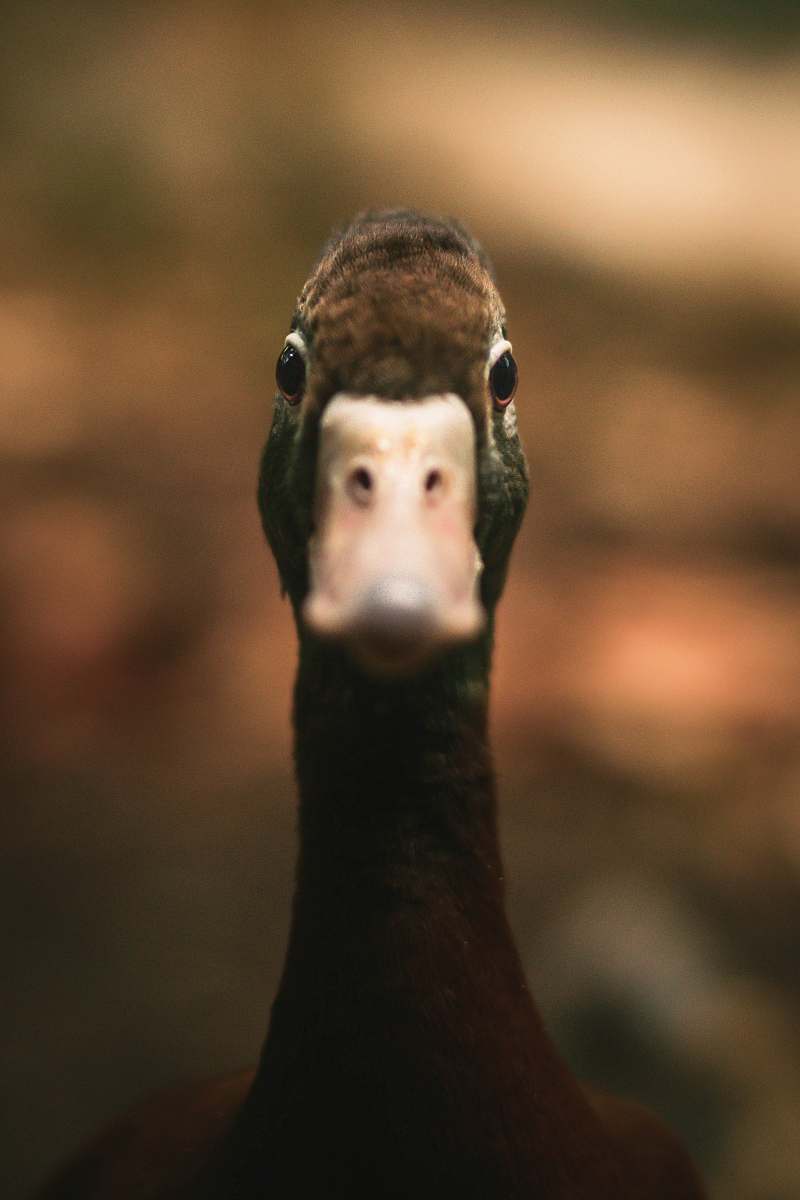 bird closeup photo of duck face duck