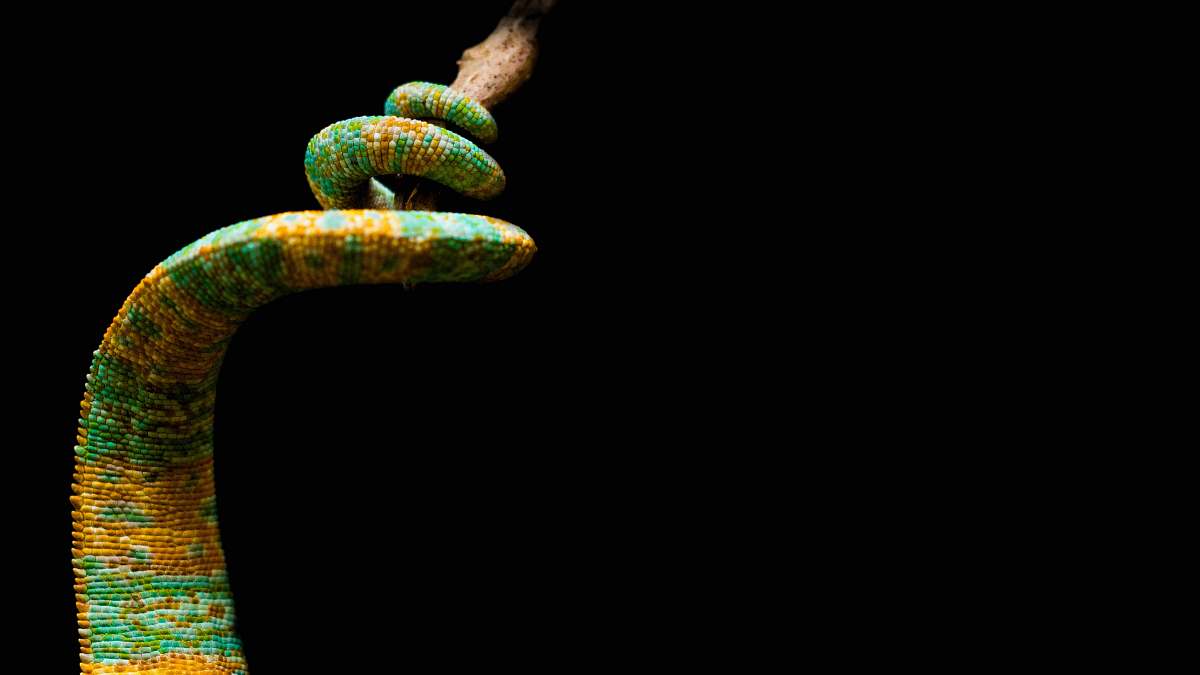reptile closeup photo of green and yellow snake snake