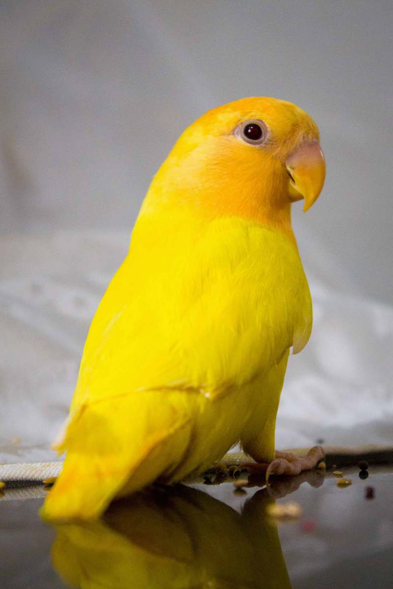 bird closeup photo of yellow bird parrot