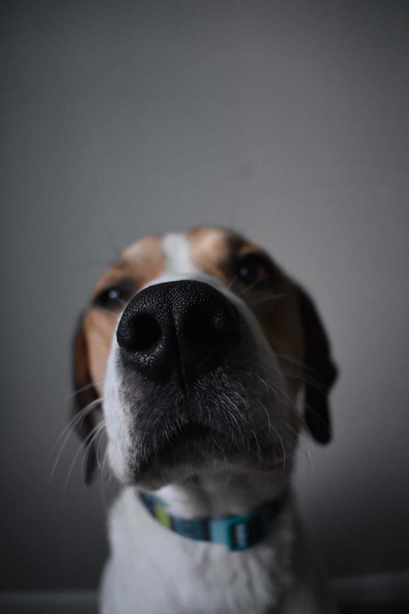 dog closeup photography of brown and white dog pet