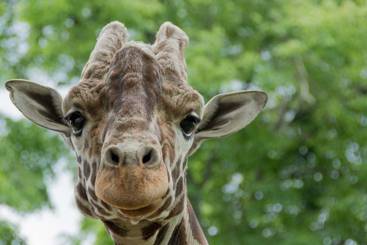 giraffe closeup photography of giraffe during daytime wildlife