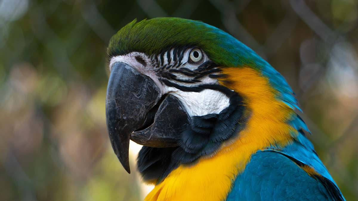 bird closeup photography of parrot macaw