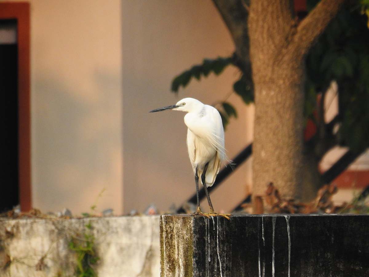 bird closeup photography of white bird waterfowl