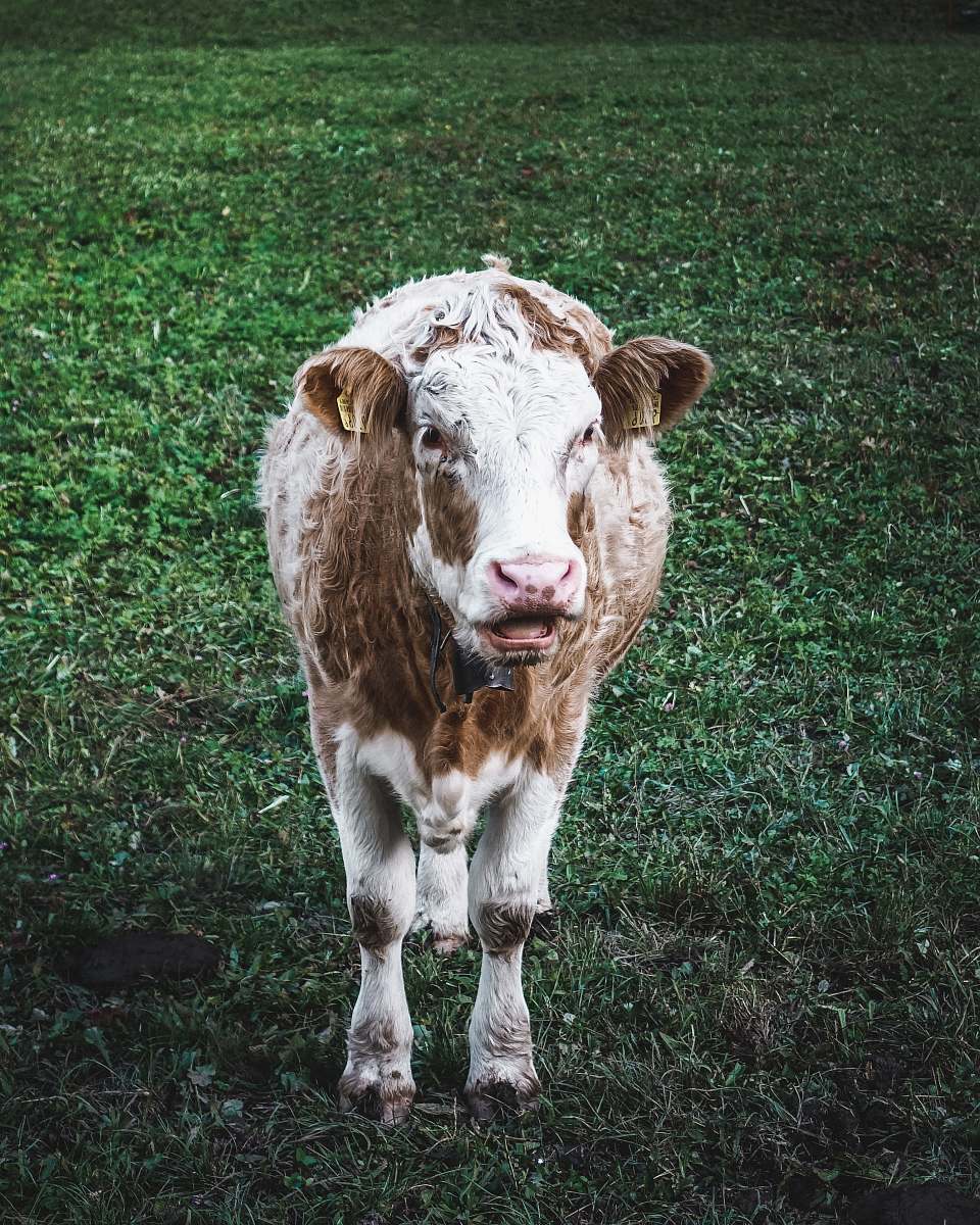 cattle cow on green grass cow