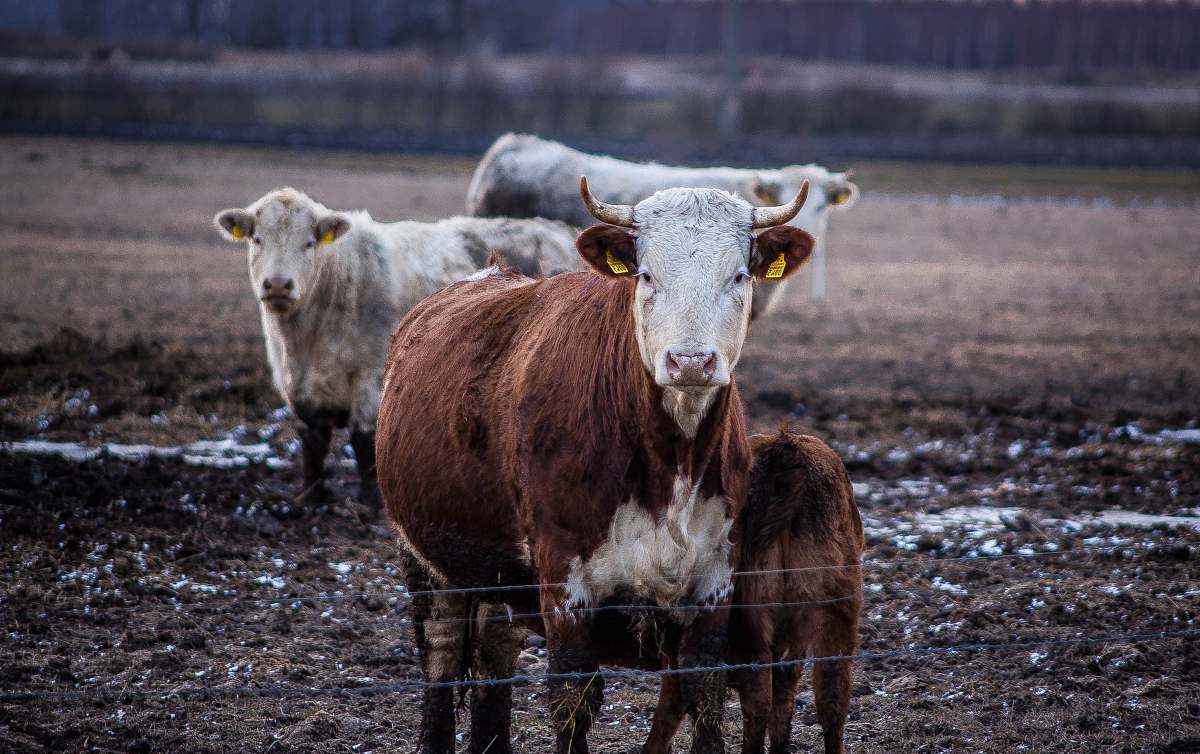 cow cows on field cattle