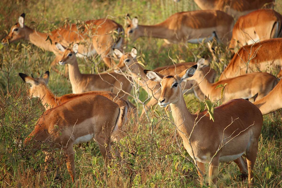 antelope deer eating grass during daytime gazelle