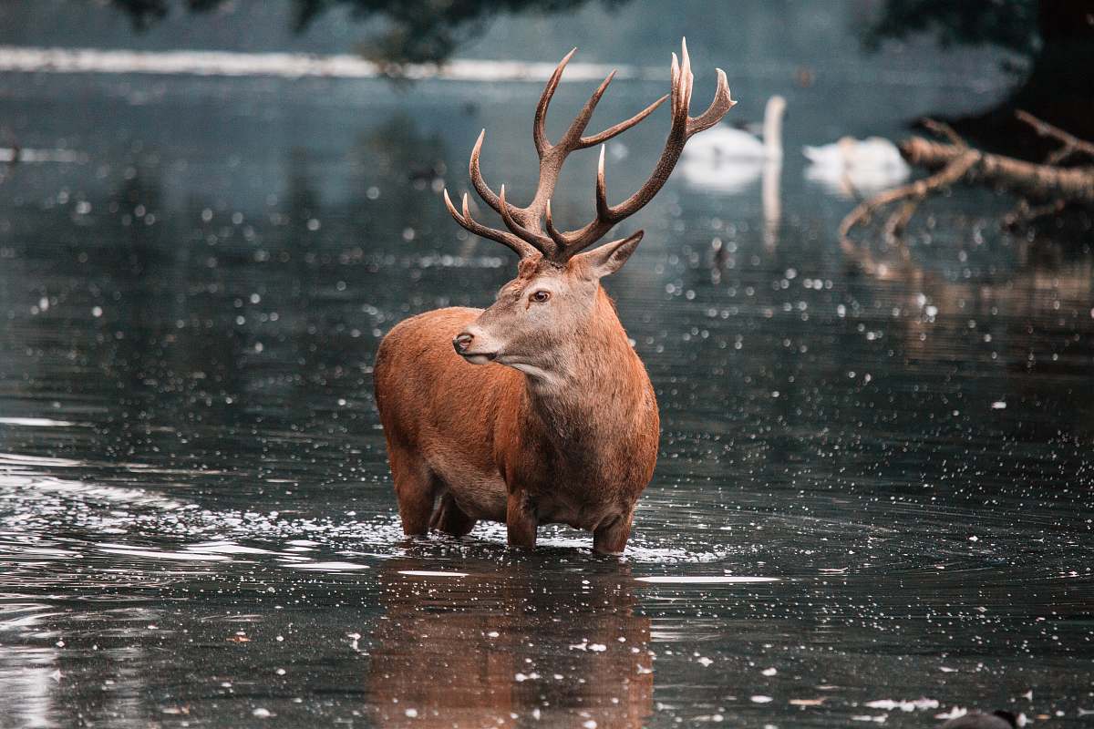 deer deer in water elk