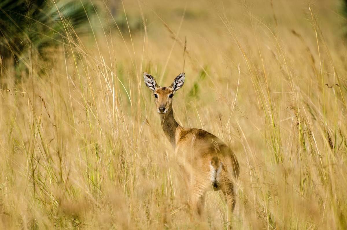 antelope deer standing in the middle of brown field gazelle