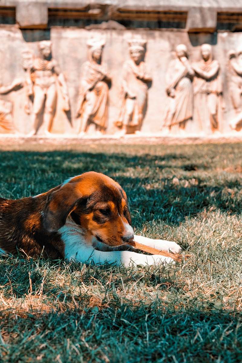 dog dog lies near building pet