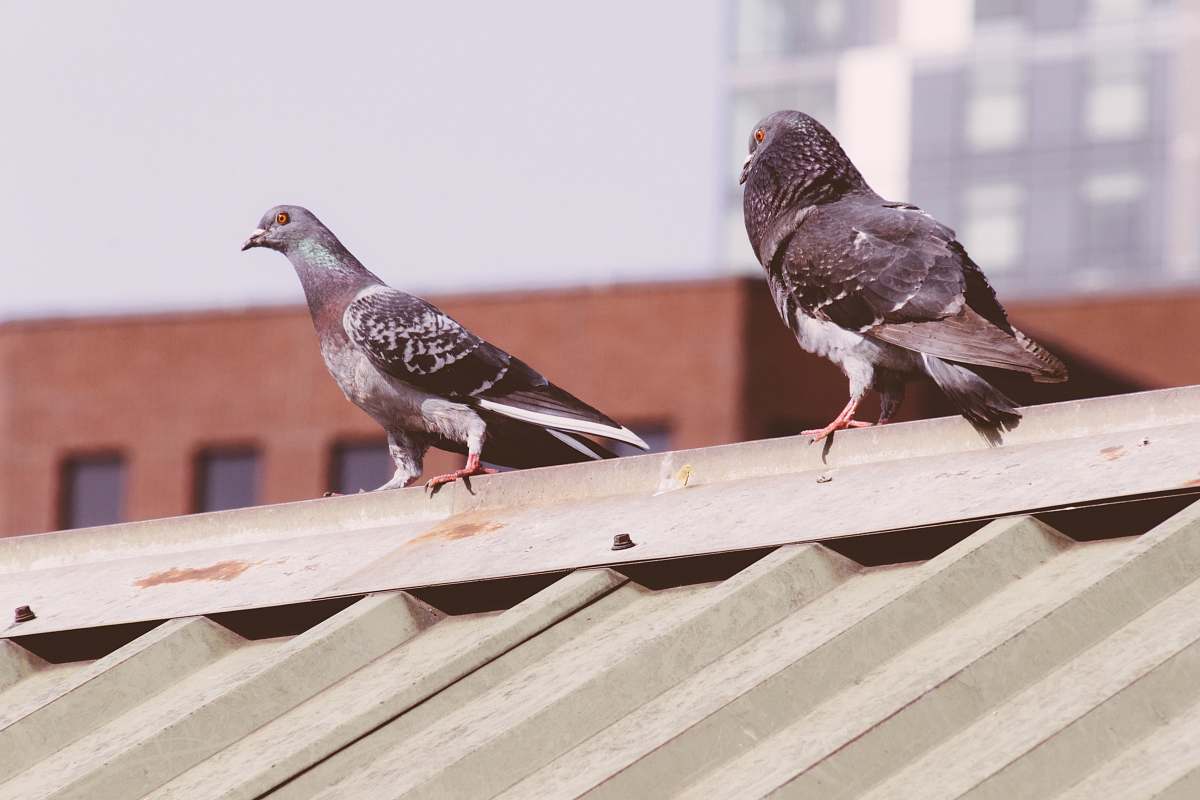 bird doves on roof pigeon