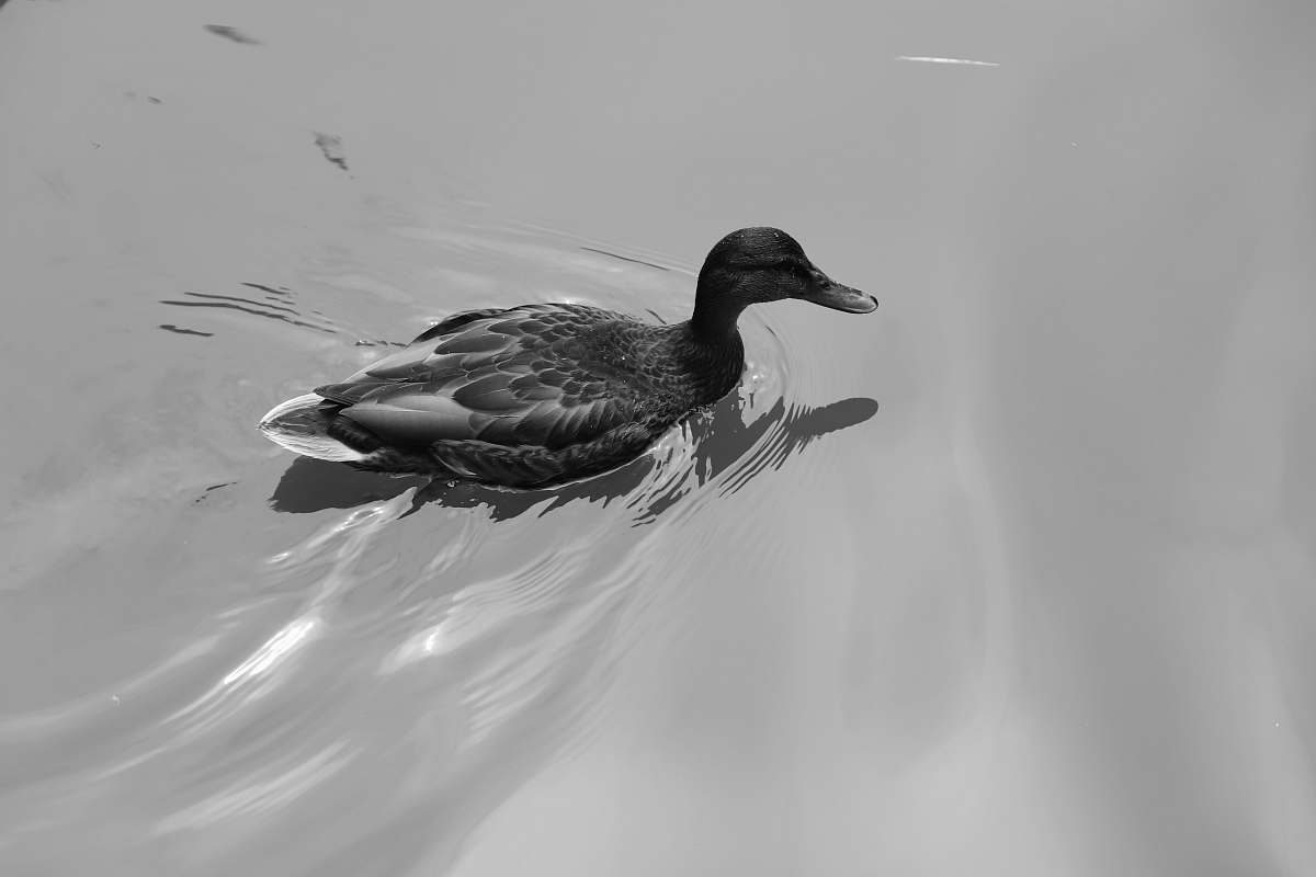 bird duck on body of water black-and-white