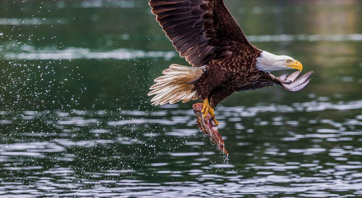 bird eagle fetching fish eagle