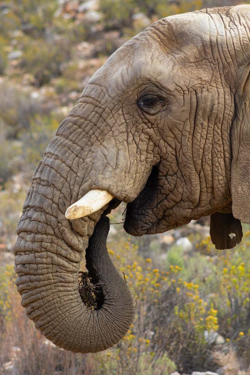 wildlife elephant head and white ivory elephant