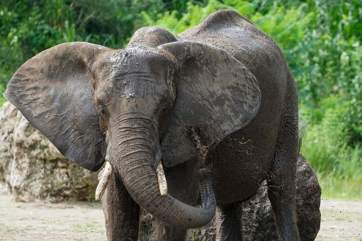 mammal elephant in river elephant