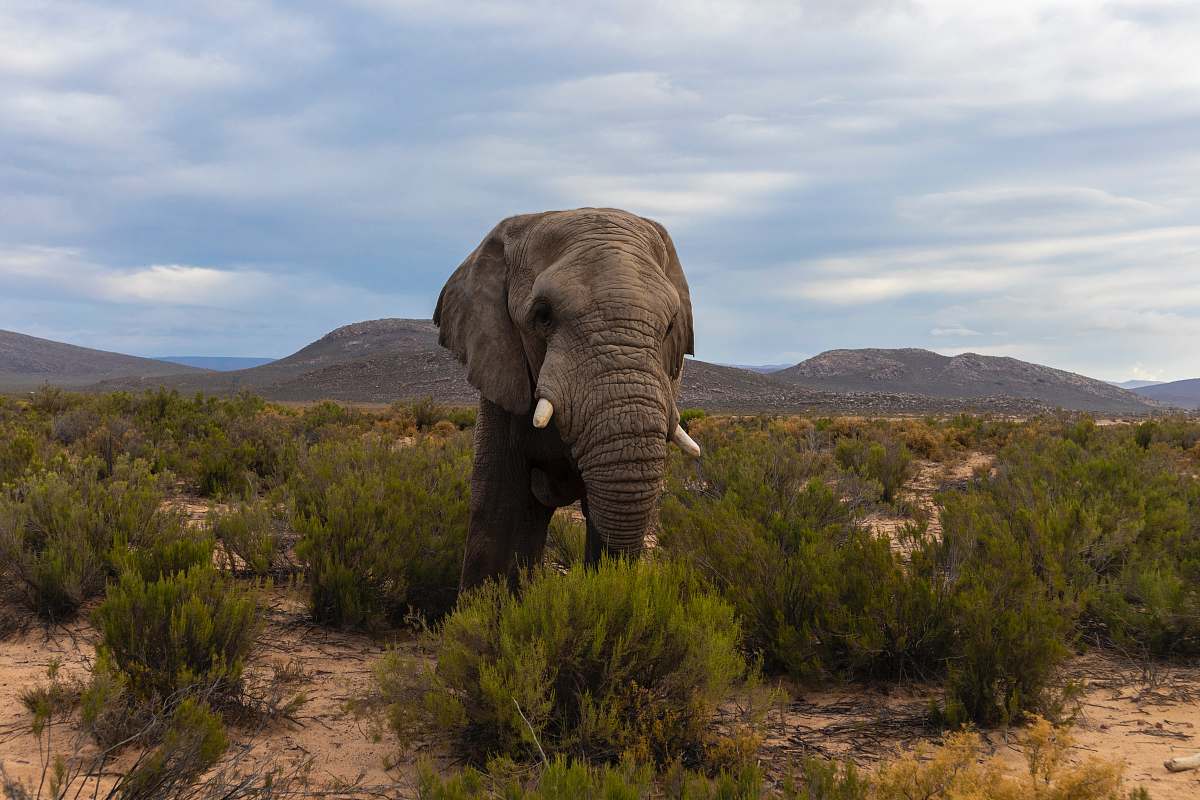 elephant elephant standing on green field at daytime wildlife