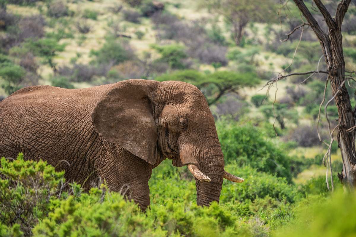 wildlife elephant standing on trees elephant
