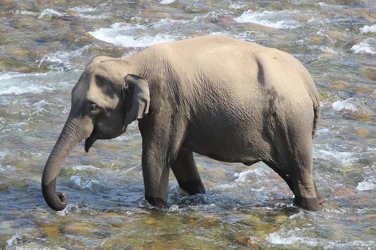 mammal elephant walking on lake elephant