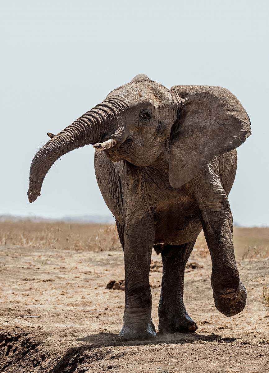 wildlife elephant walking on soil elephant