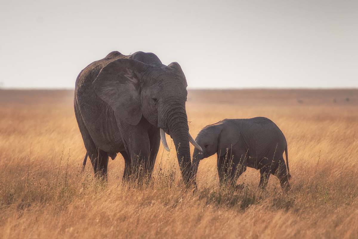 mammal elephants standing on dried grass elephant