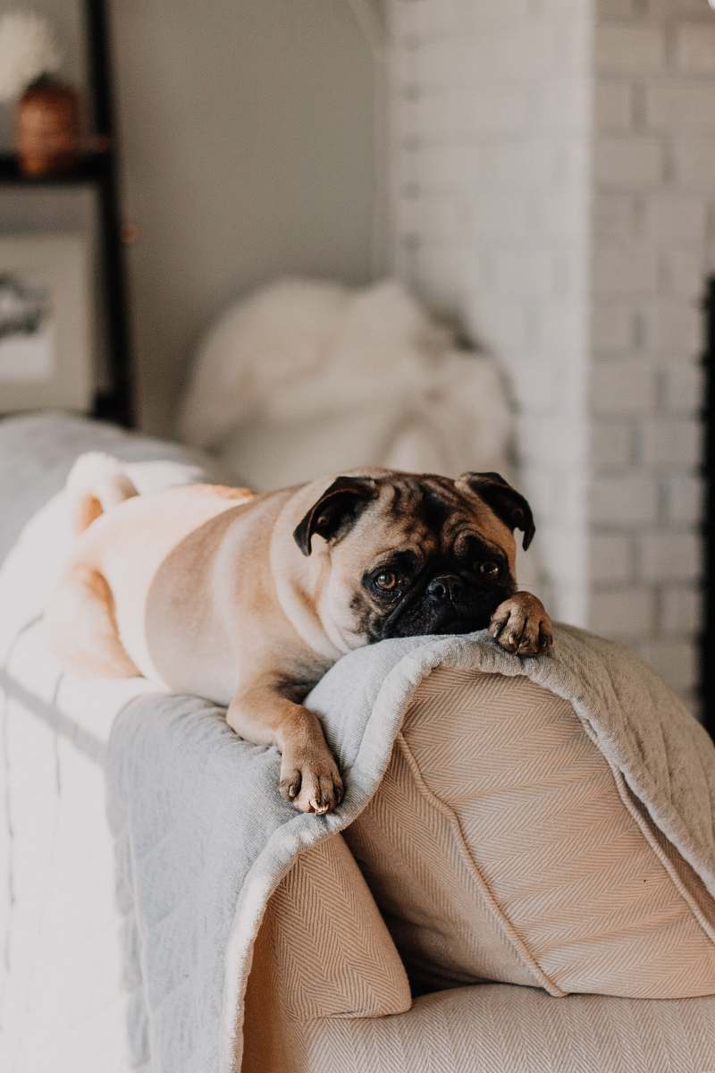dog fawn pug lying on gray blanket pet