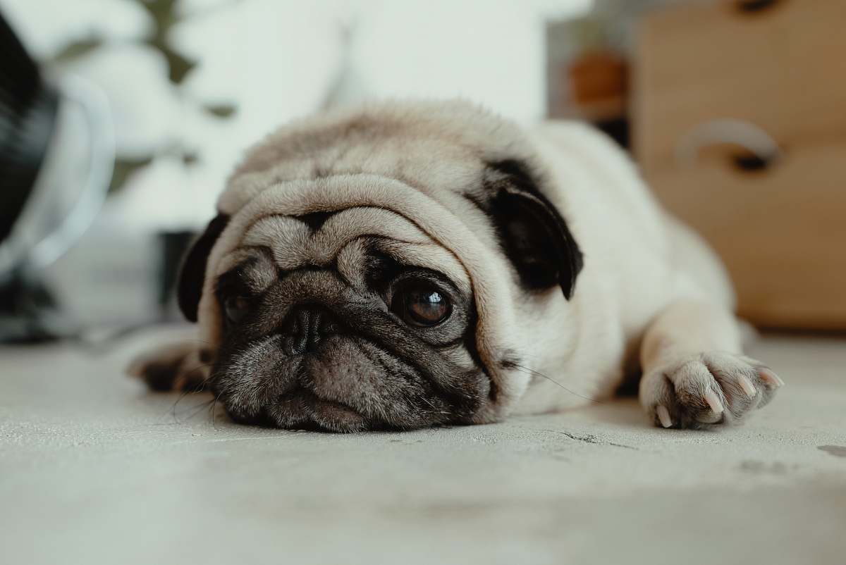 dog fawn pug puppy laying on ground pug