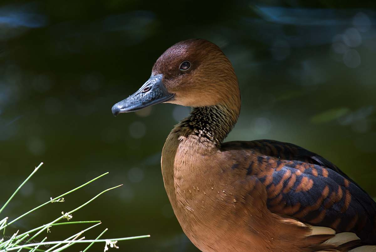 bird female Mallard duck duck