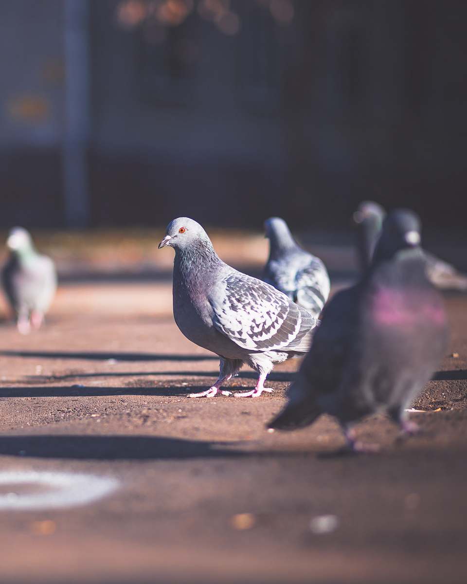 bird five gray rock pigeons on ground pigeon