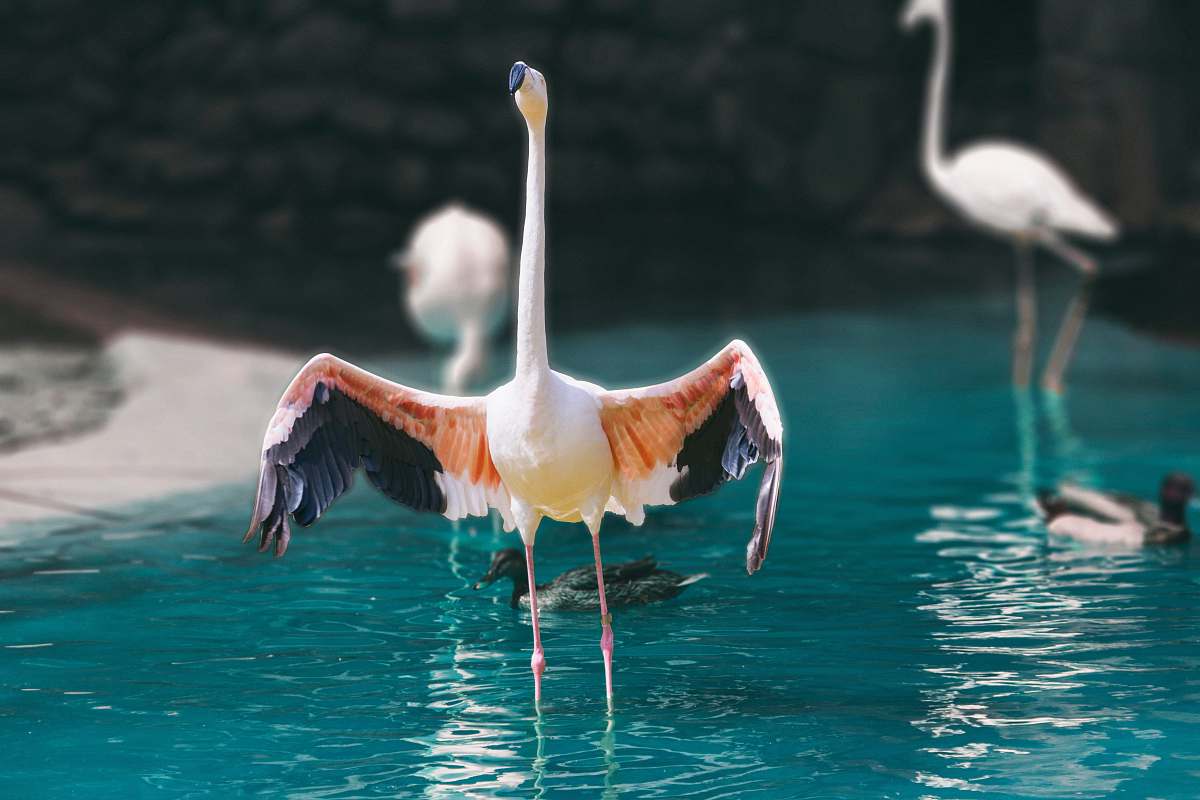 bird flamingo spreading it's wings standing on body of water flamingo