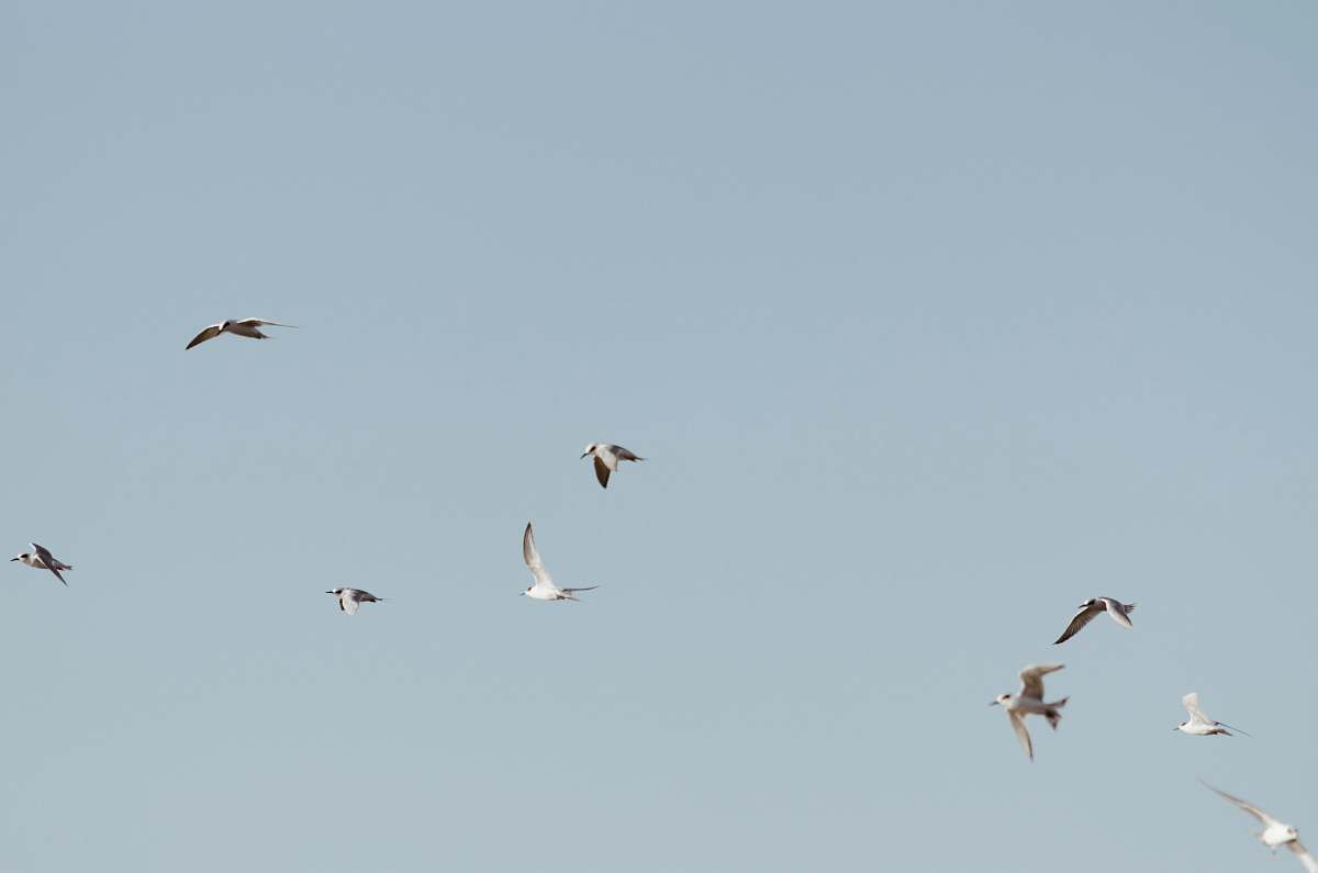 bird flock of birds flying flying