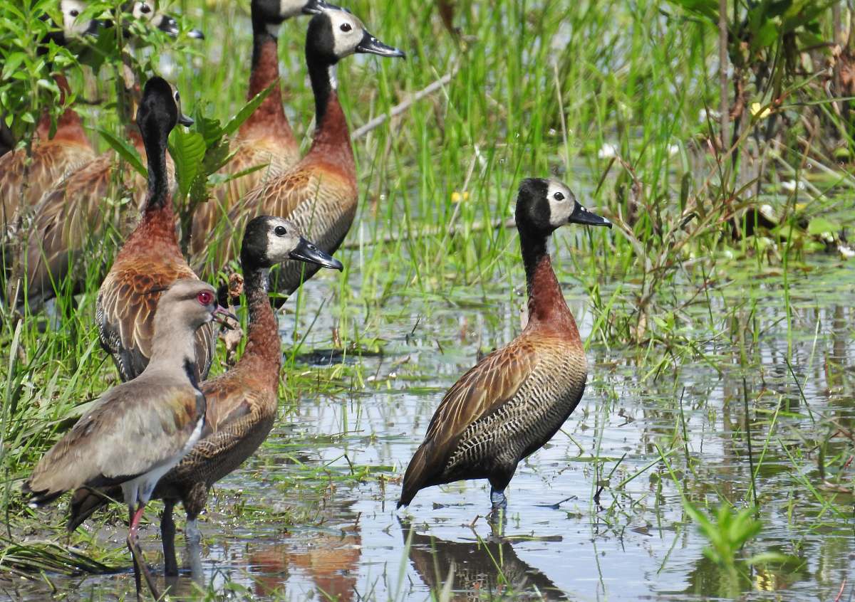 bird flock of brown ducks land