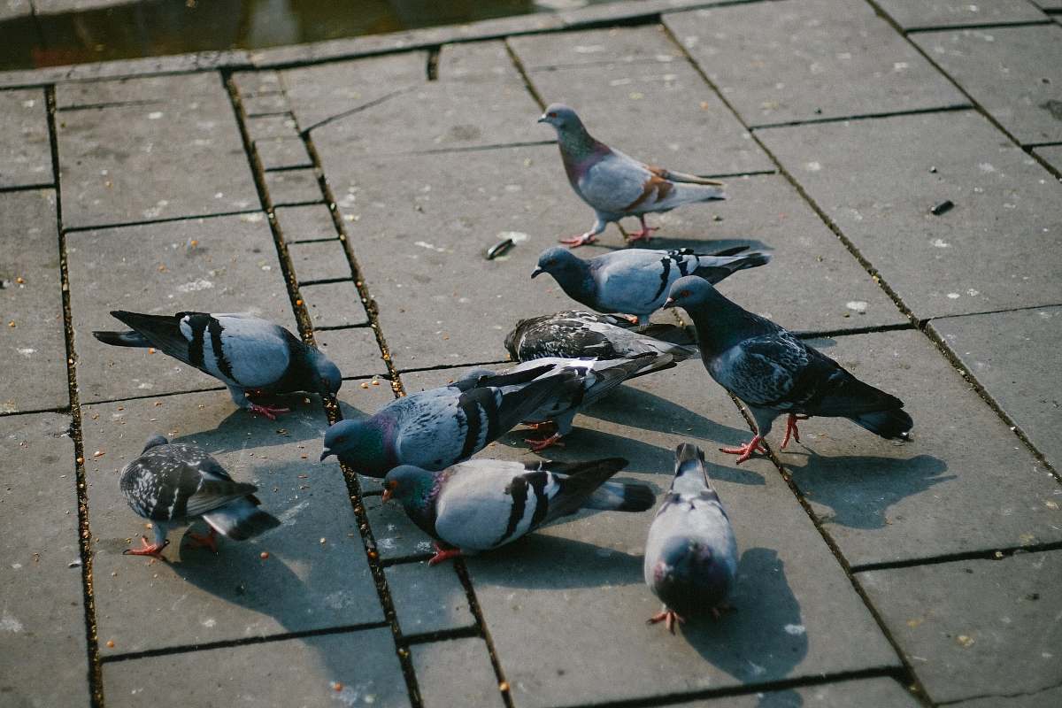bird flock of dove eating on floor at daytime pigeon