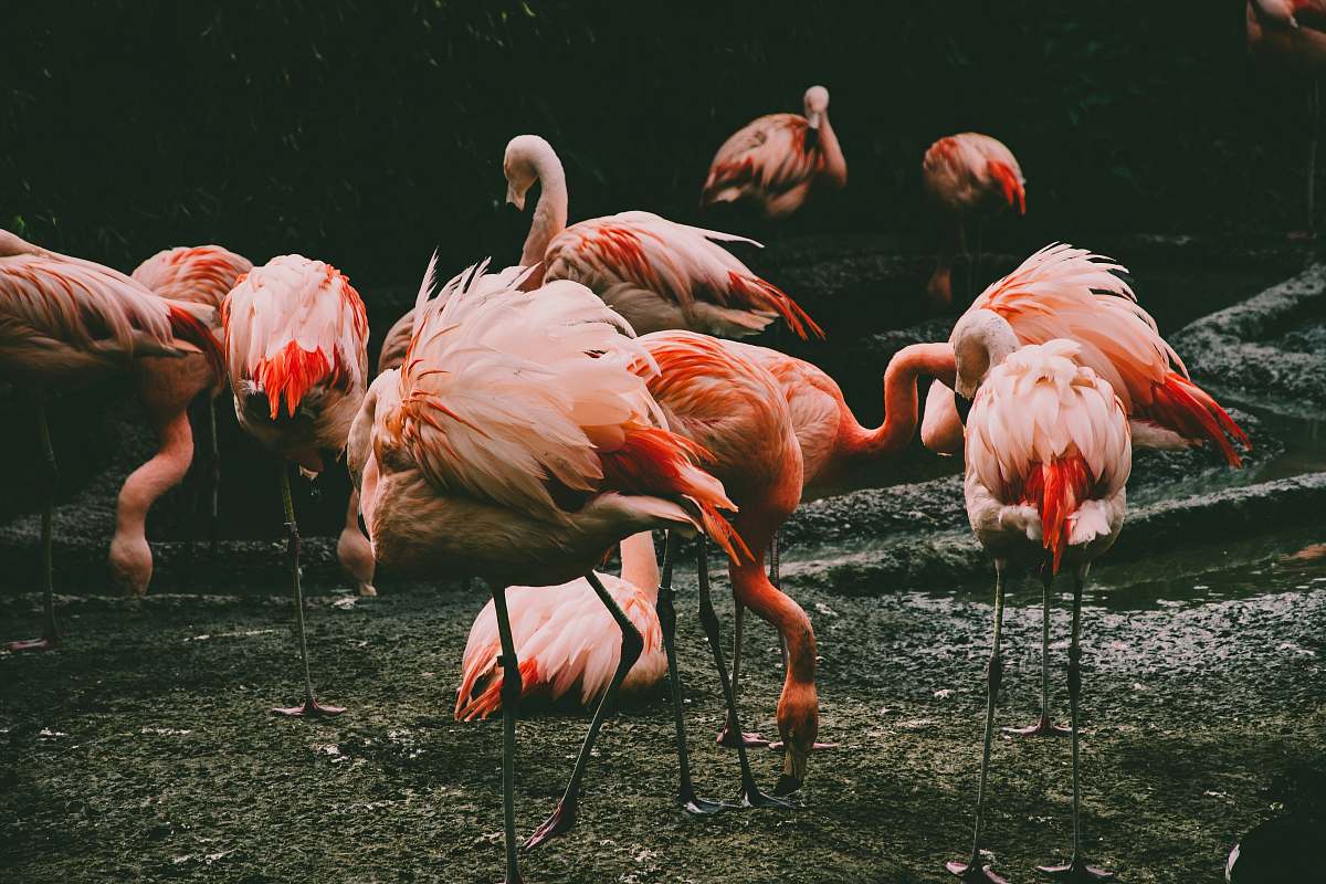 bird flock of flamingos flock