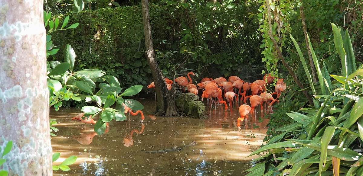 flock flock of flamingos on body of water zoo
