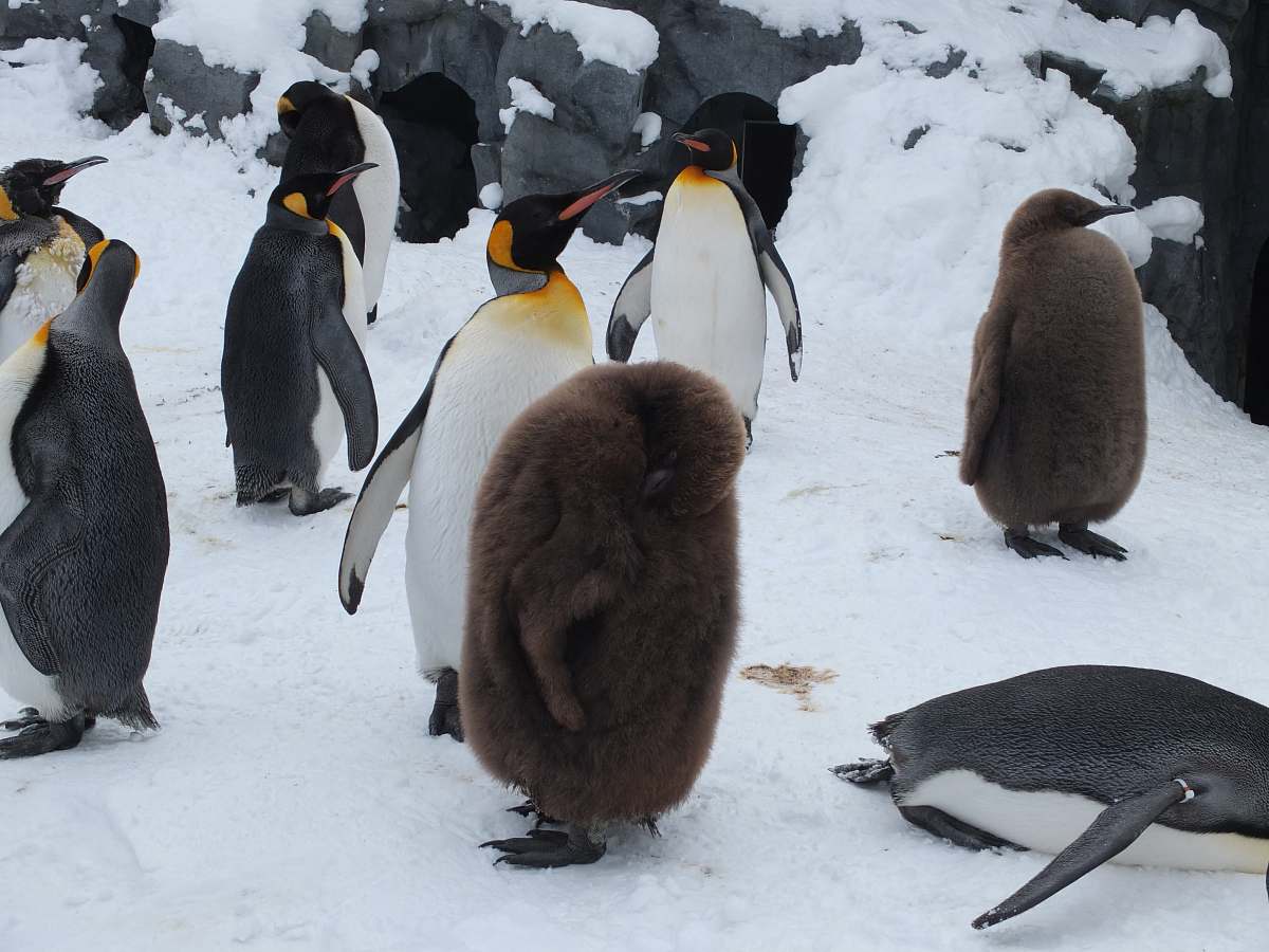 bird flock of penguin king penguin