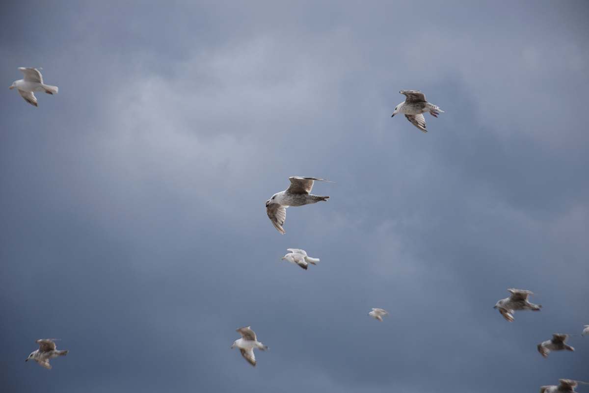bird flock of white birds grey