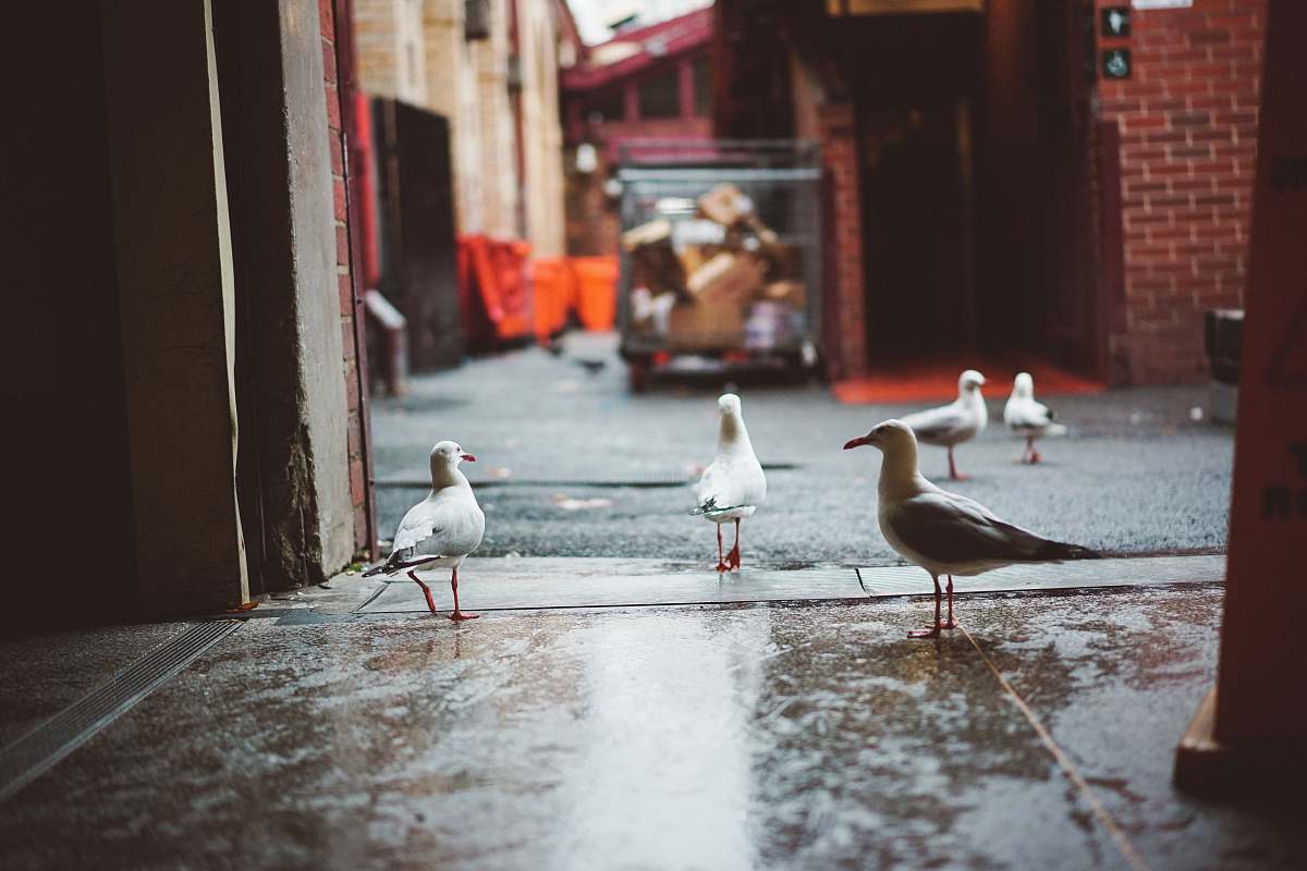 bird flock of white birds on concrete ground during daytime seagull