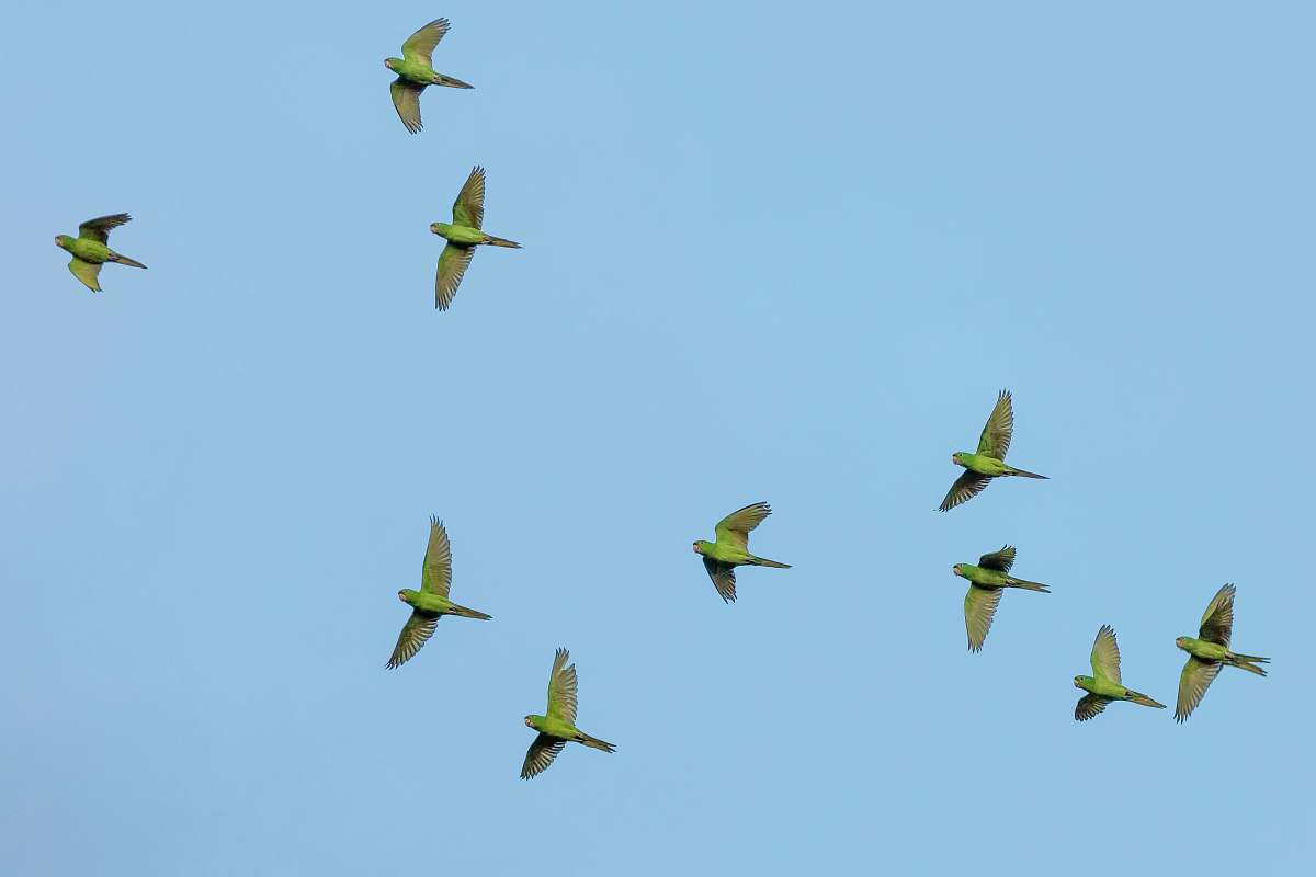 bird flock of yellow bird flying wings