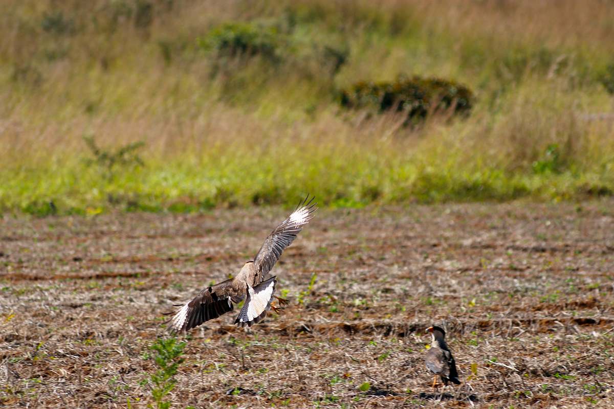 ground flying bird above ground alto paraíso de goiás