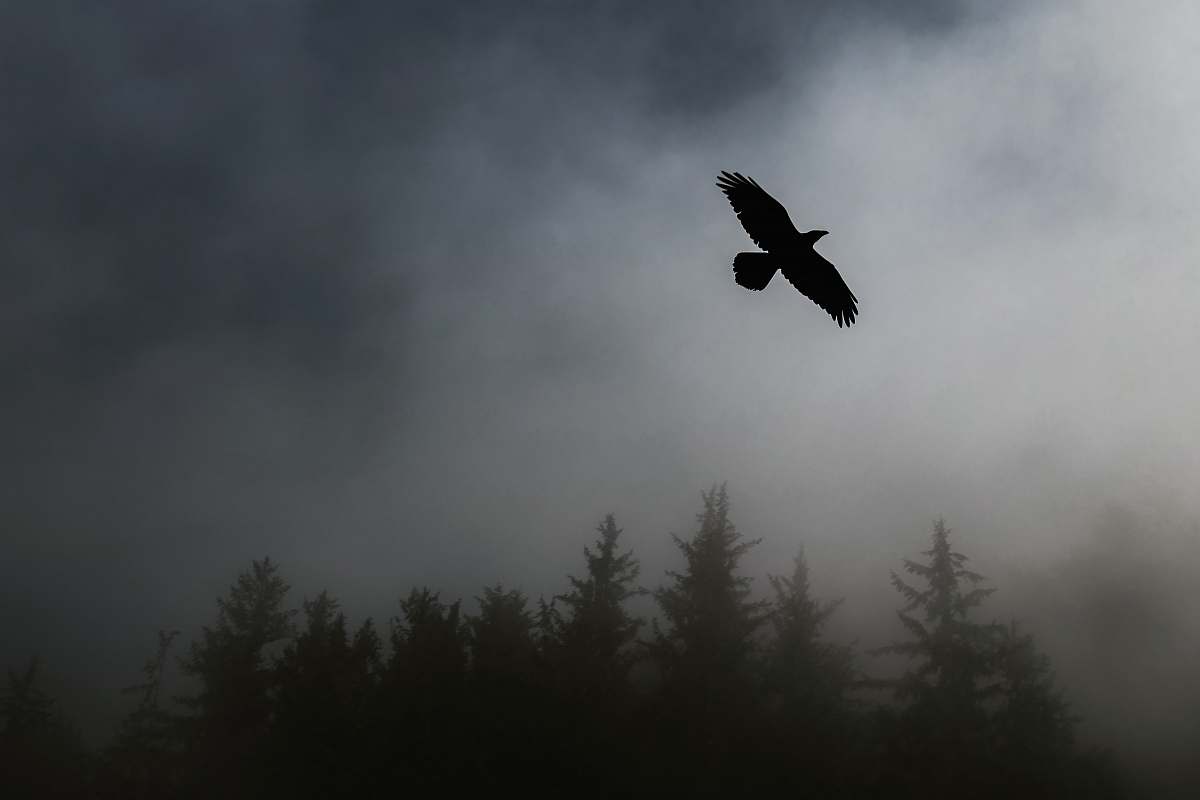 bird flying bird near trees flying