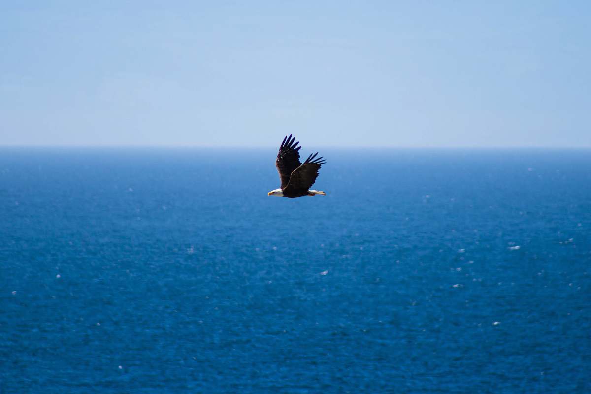 bird flying bird under blue sky at daytime flying