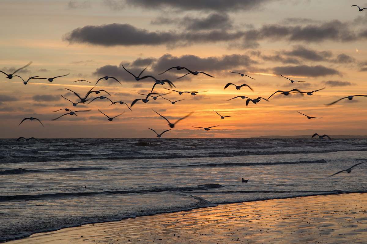 flock flying birds under body of water ocean