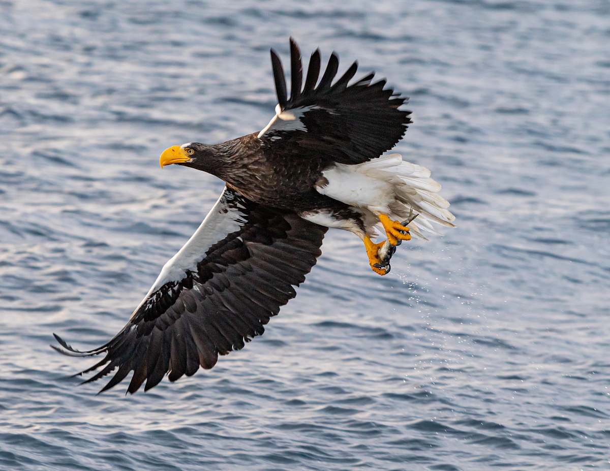 eagle flying black and white bird bird