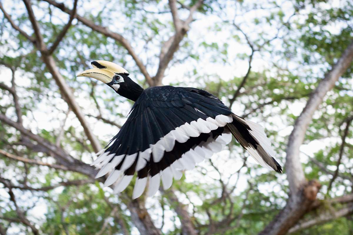 bird flying black and white bird near tree beak