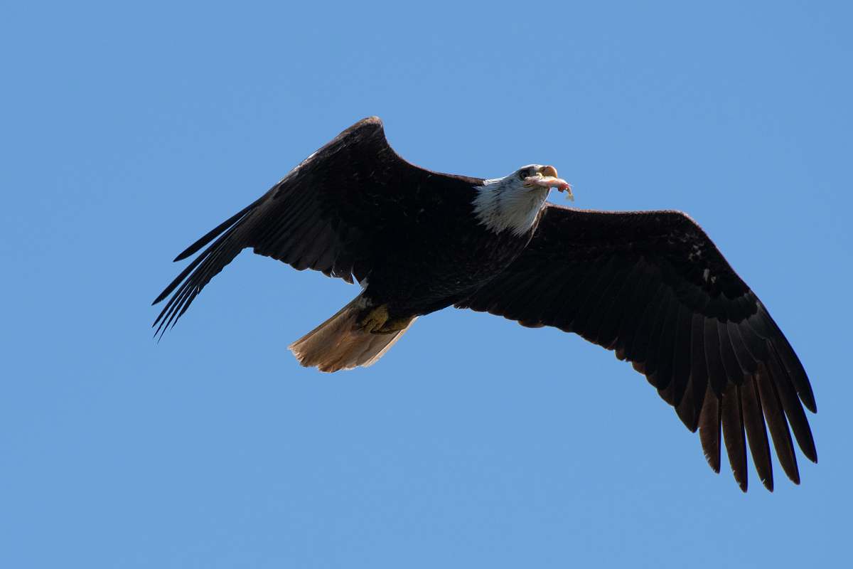 bird flying eagle during day bald eagle