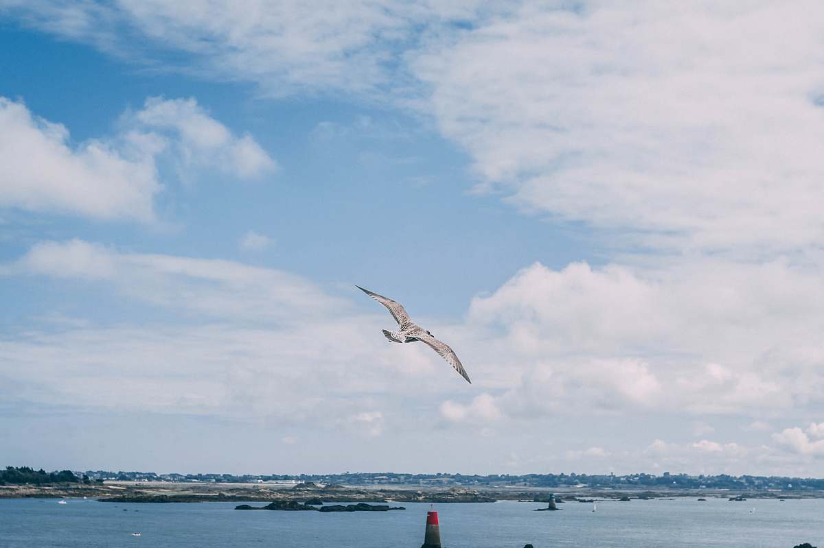 bird flying seagull over the large body of water during daytime adventure